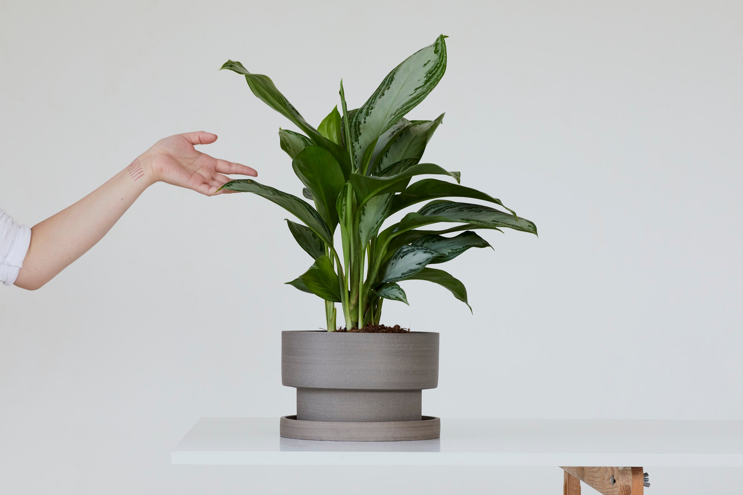 Flower pot - gray