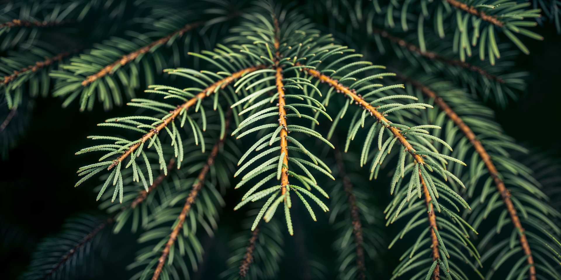 Autumn moods