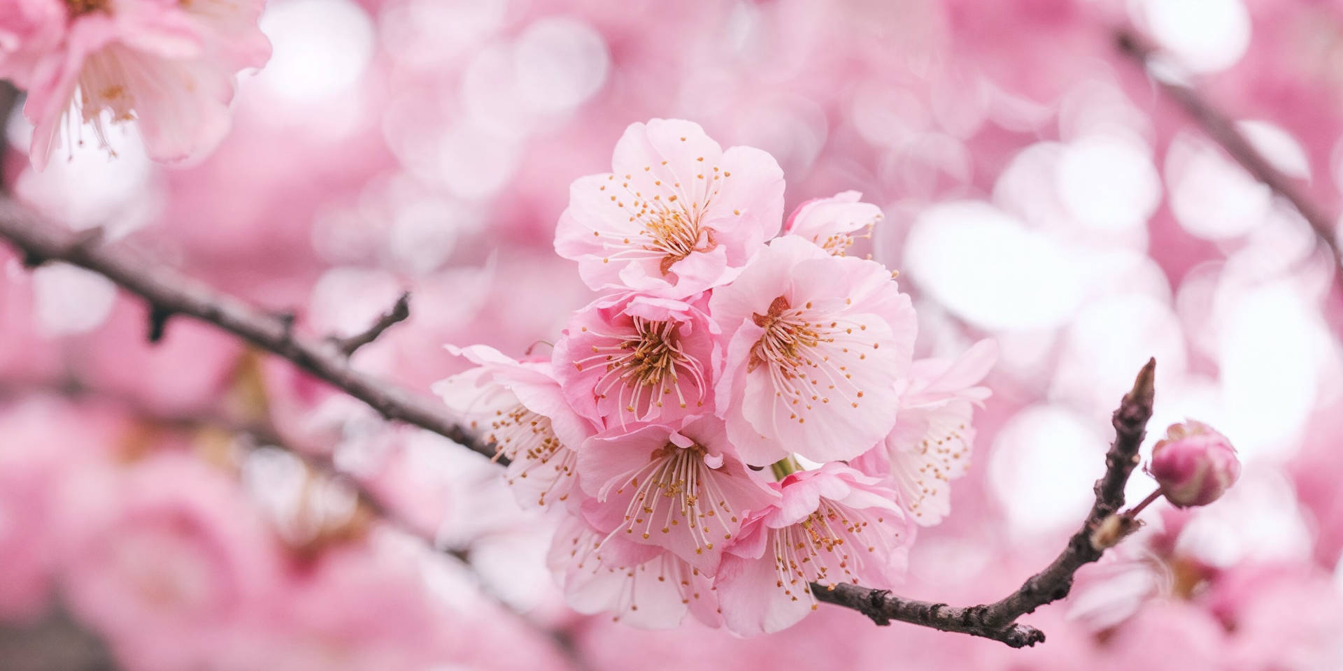 Sakura cups