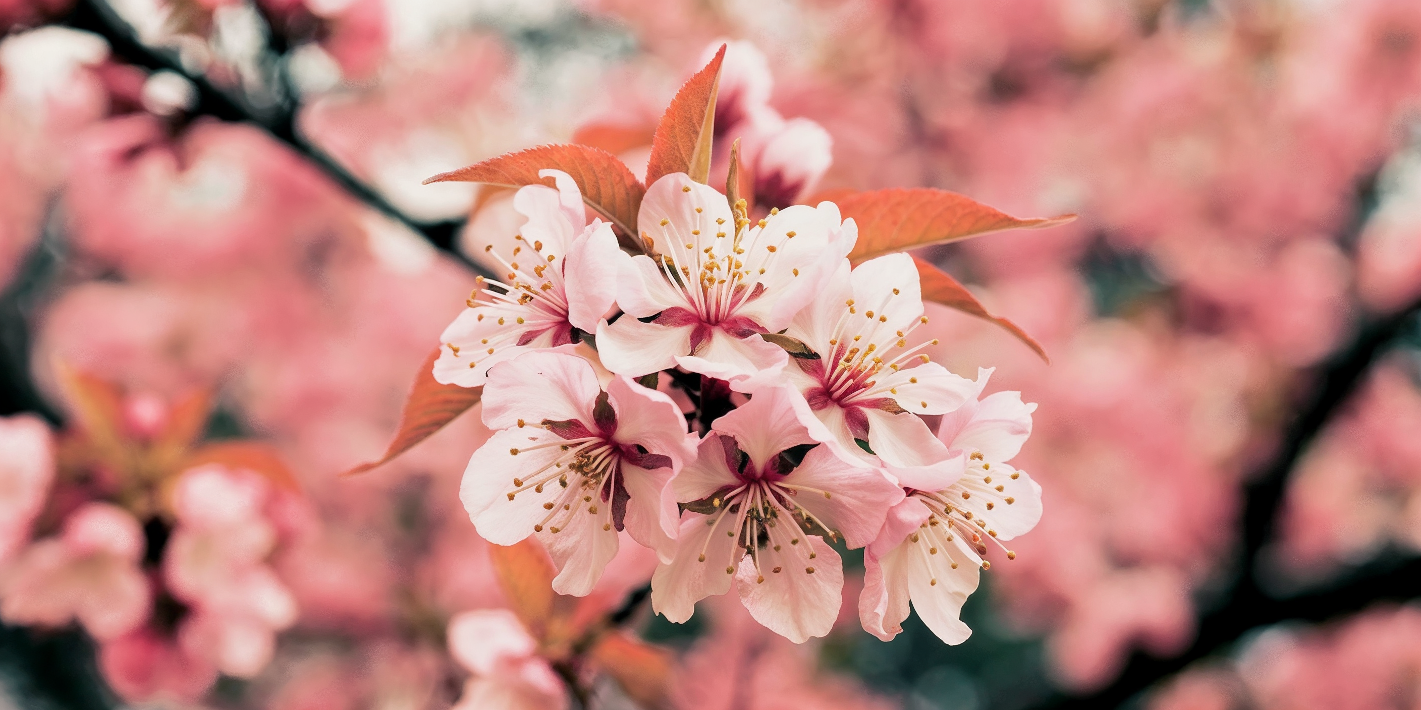 Peach blossoms