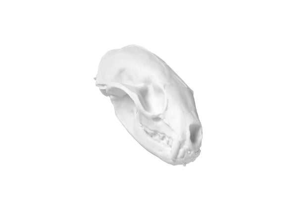 White matte skull - weasel